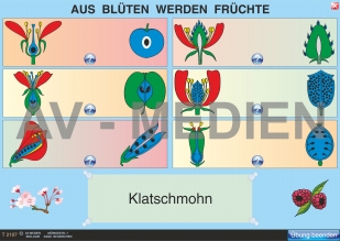 Aus Blüten werden Früchte