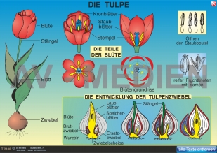 Die Tulpe