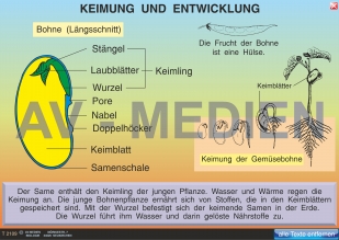 Keimung und Entwicklung: Bohne