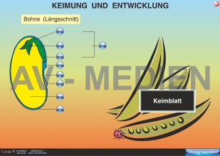 Keimung und Entwicklung: Bohne