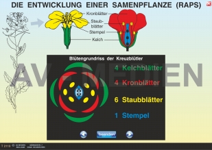 Kreuzblütler