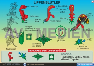 Lippenblütler: Taubnessel