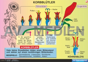 Korbblütler: Sonnenblume