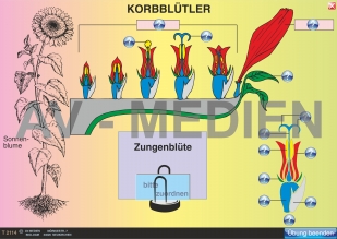 Korbblütler: Sonnenblume