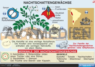 Nachtschattengewächse: Kartoffel