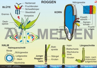 Unsere Getreidearten