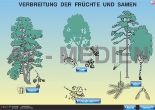 Die Verbreitung der Früchte und Samen