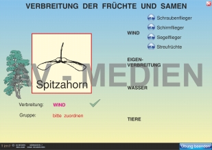 Die Verbreitung der Früchte und Samen