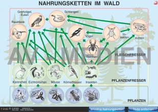 Nahrungsketten und Nahrungsnetz im Wald