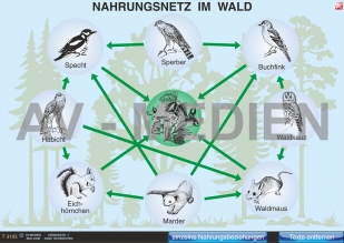 Nahrungsketten und Nahrungsnetz im Wald