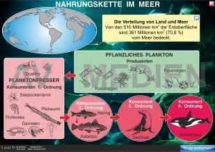 Nahrungskette im Meer