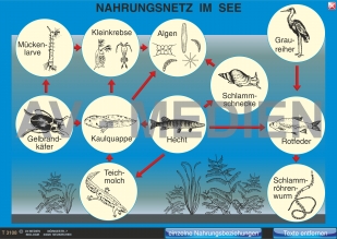 Nahrungsnetz und Nahrungspyramide im See