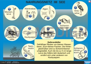 Nahrungsnetz und Nahrungspyramide im See