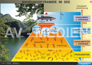 Nahrungsnetz und Nahrungspyramide im See