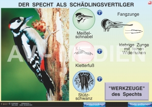 Der Specht als Schädlingsvertilger