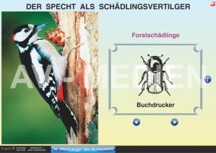 Der Specht als Schädlingsvertilger