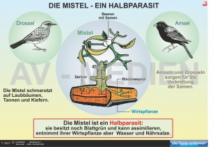 Die Mistel - ein Halbparasit