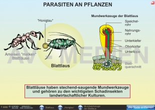 Parasiten an Pflanzen: Blattluse und Gallwespen