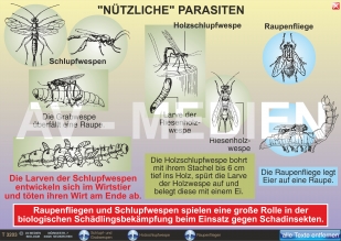 "Nützliche" Parasiten