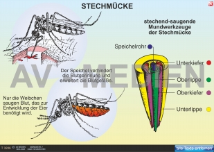 Stechmücken