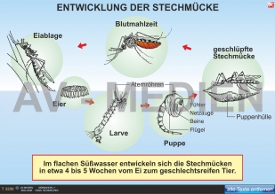 Stechmücken