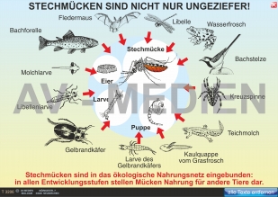 Stechmücken