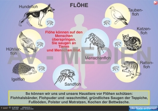 Flöhe