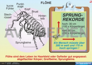 Flöhe