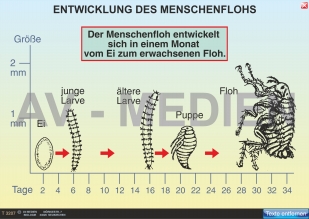 Flöhe