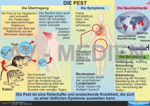 Flöhe