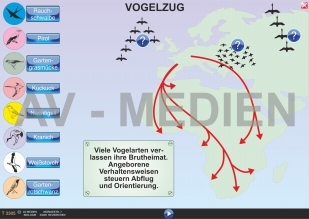 Der Vogelzug