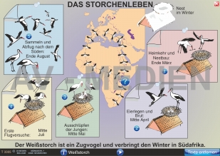 Der Vogelzug