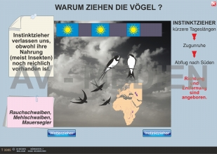 Der Vogelzug