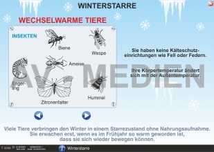 Winterstarre