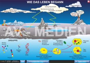 Wie das Leben begann