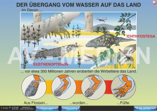 Der Übergang vom Wasser auf das Land