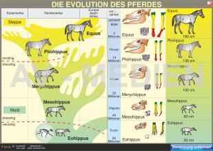 Die Evolution des Pferdes