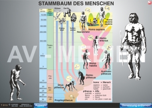 Stammbaum und Entwicklung des Menschen