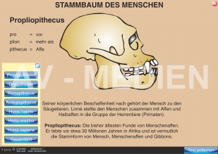 Stammbaum und Entwicklung des Menschen