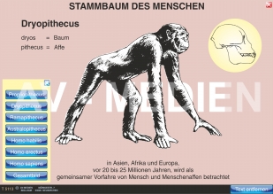 Stammbaum und Entwicklung des Menschen