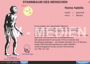 Stammbaum und Entwicklung des Menschen