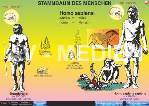 Stammbaum und Entwicklung des Menschen