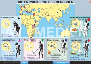 Stammbaum und Entwicklung des Menschen