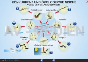 Konkurrenz und ökologische Nische