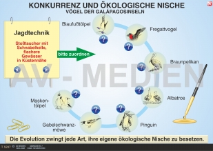 Konkurrenz und ökologische Nische