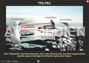 Konkurrenz und ökologische Nische