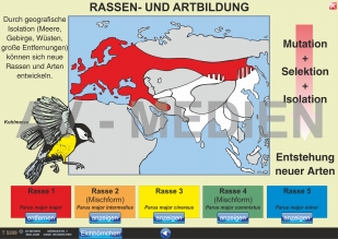 Rassen- und Artbildung