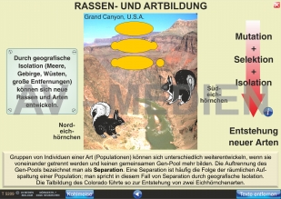 Rassen- und Artbildung