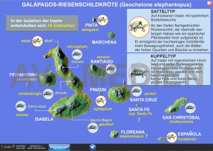 Rassen- und Artbildung