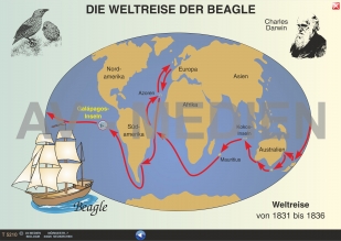 Artbildung bei den Darwinfinken